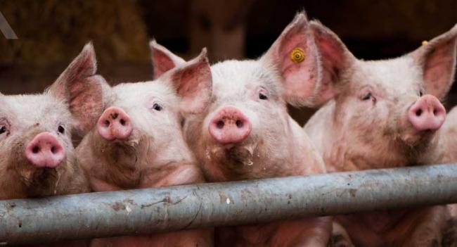 Viral disease in Pigs of the western province: No risk to humans